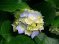 /album/galerie-foto-creatie-prin-inspiratie/hydrangeas-jpg/