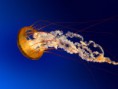/album/galerie-foto-creatie-prin-inspiratie/jellyfish-jpg/