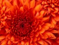 /album/galerie-foto-creatie-prin-inspiratie/chrysanthemum-jpg/