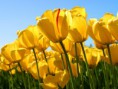 /album/galerie-foto-creatie-prin-inspiratie/tulips-jpg/